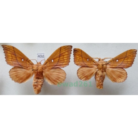 Odonestis pruni (Linnaeus, 1758) pair Czech40d